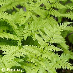 DRYOPTERIS FILIX-MAS