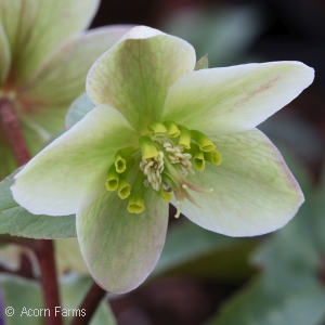 HELLEBORUS IVORY PRINCE