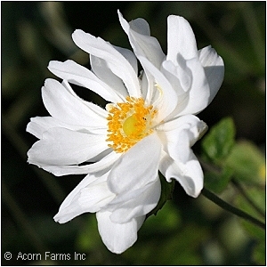 ANEMONE WHIRLWIND