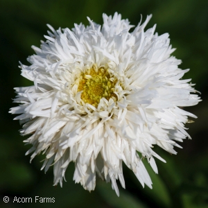 LEUCANTHEMUM SANTE