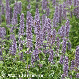 AGASTACHE CRAZY FORTUNE