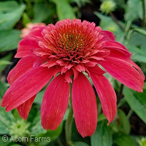 ECHINACEA DBL SCOOP MANDARIN