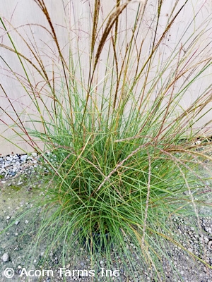 MISCANTHUS SIN LITTLE KITTEN