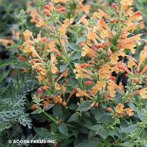 AGASTACHE POQUITO ORANGE