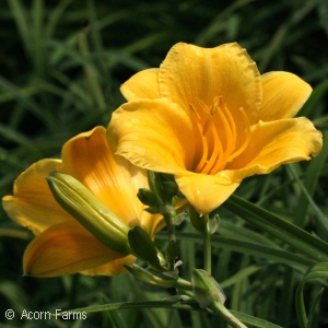 HEMEROCALLIS STELLA DE ORO