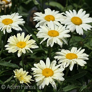 LEUCANTHEMUM BANANA CREAM II