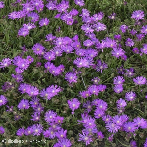 DELOSPERMA TABLE MOUNTAIN