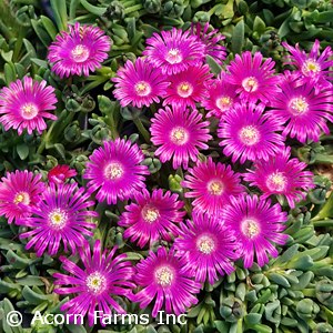 DELOSPERMA GRANITA RASPBERRY