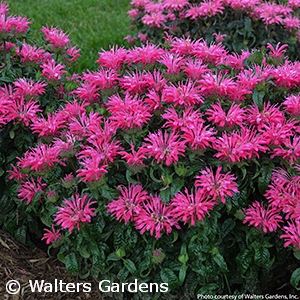 MONARDA ELECTRIC NEON PINK