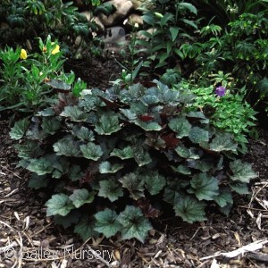 HEUCHERA PALACE PURPLE