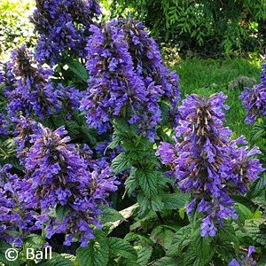 NEPETA KUB NEPTUNE