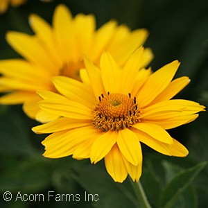 HELIOPSIS TUSCAN GOLD