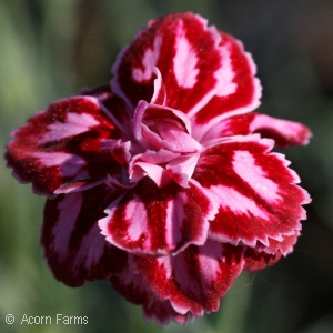 DIANTHUS STARBURST