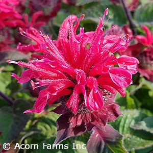 MONARDA BEE HAPPY