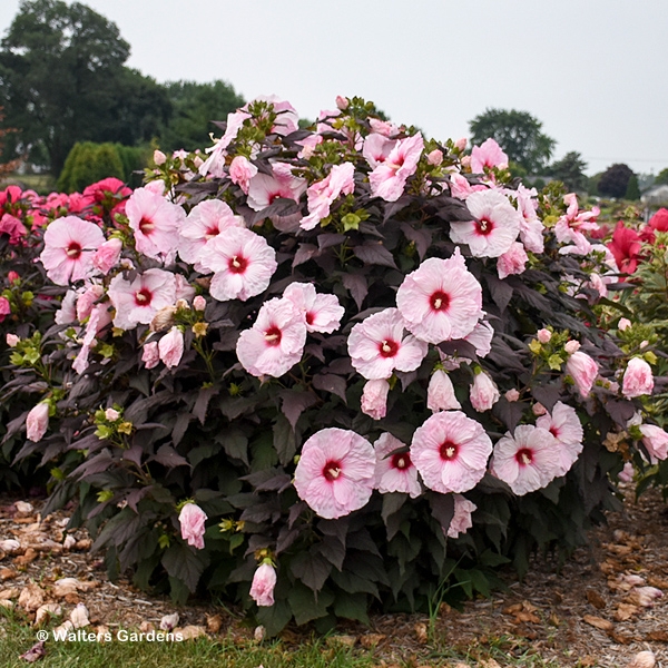 HIBISCUS DARK MYSTERY