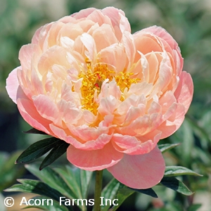 PAEONIA CORAL CHARM