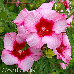 HIBISCUS COC LADY BALTIMORE