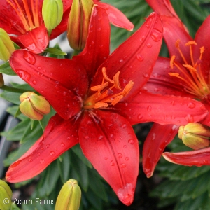 LILIUM ASI TINY HOPE