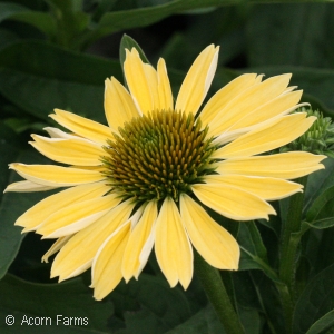 ECHINACEA CHIQUITA