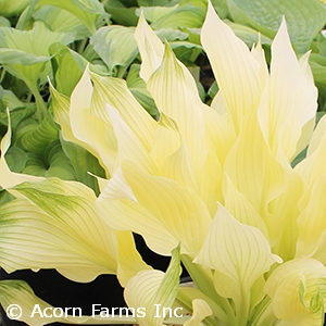 HOSTA WHITE FEATHER