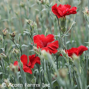 DIANTHUS CHERRY PIE