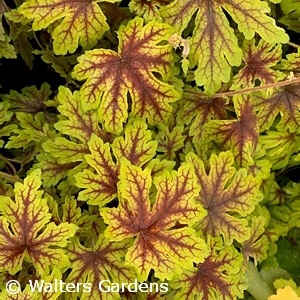 HEUCHERELLA CAPTURE THE FLAG