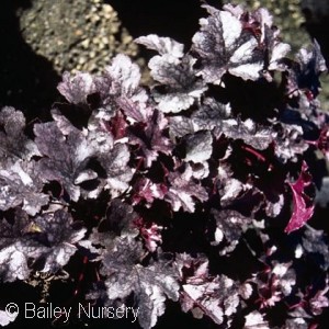 HEUCHERA PLUM PUDDING