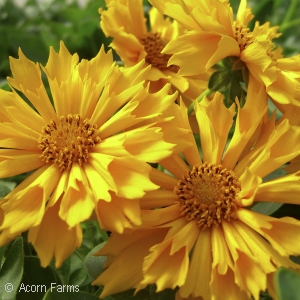 COREOPSIS JETHRO TULL