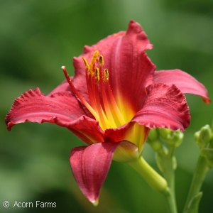 HEMEROCALLIS STELLA D ORO RUBY