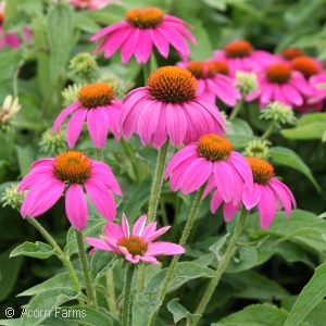 ECHINACEA POWWOW WILDBERRY