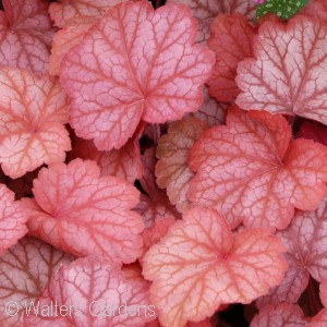 HEUCHERA GEORGIA PEACH