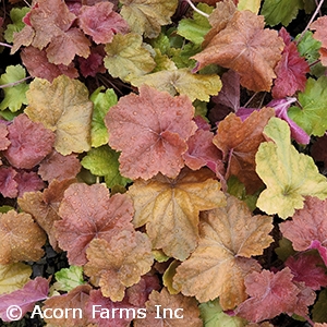 HEUCHERA SWEET TART