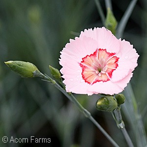 DIANTHUS GEORGIA PEACH PIE