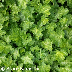 HEUCHERA HERCULES