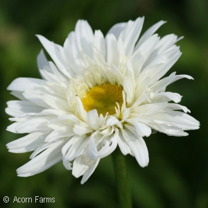 LEUCANTHEMUM CRAZY DAISY