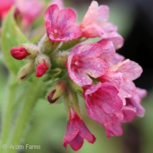 PULMONARIA RASPBERRY SPLASH