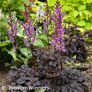 ASTILBE DARK SIDE OF THE MOON