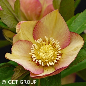 HELLEBORUS APRICOT BLUSH