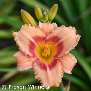 HEMEROCALLIS STRAWBERRY CANDY