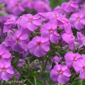 PHLOX PAN EARLY START VELVET