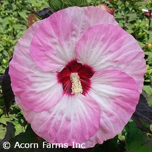 HIBISCUS SPINDERELLA