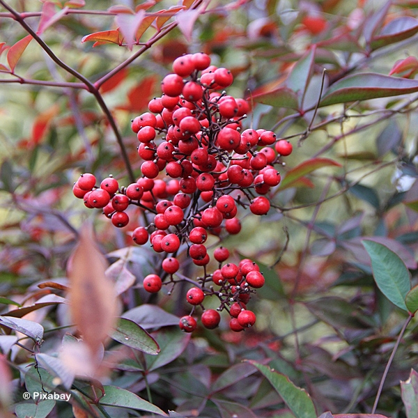 NANDINA DOMESTICA