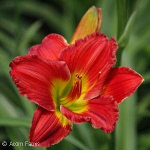 HEMEROCALLIS RED HOT RETURNS