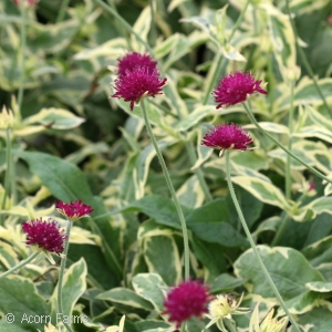 KNAUTIA THUNDER AND LIGHTNING