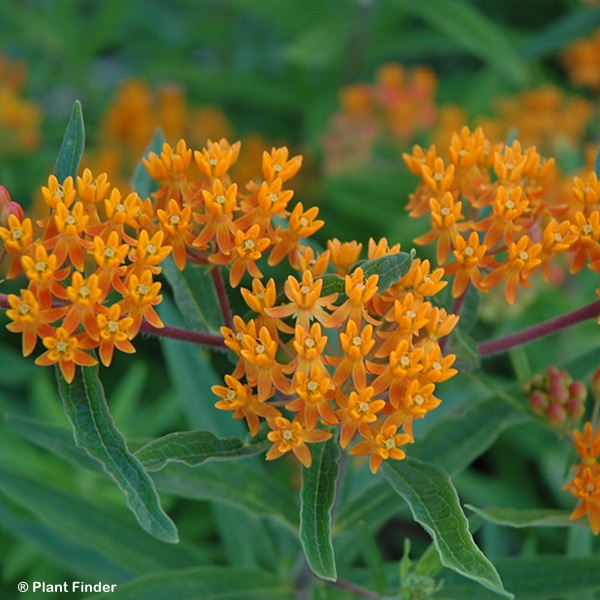 ASCLEPIAS TUB GAY BUTTERFLIES