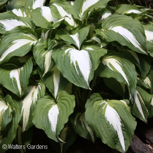 HOSTA NIGHT BEFORE CHRISTMAS