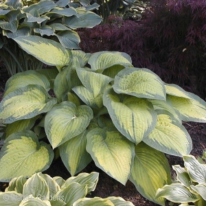 HOSTA PAULS GLORY