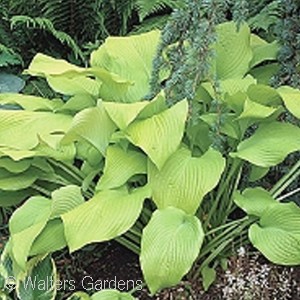 HOSTA SUN POWER