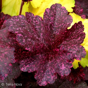 HEUCHERA MIDNIGHT ROSE