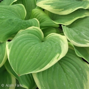 HOSTA FRAGRANT BOUQUET